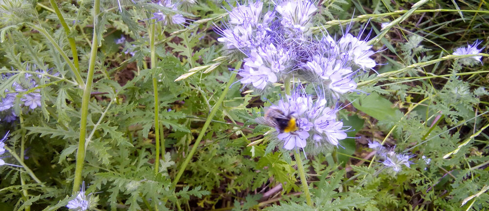 ISINGERMERZ, Wiesbaden, Nachhaltigkeit, Natur, Umwelt, Saattüten, Bienenblumen, Weltbienentag, Bienen