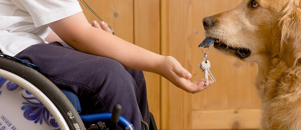 ISINGERMERZ, Wiesbaden, soziales Engagement, Spendenaktion, VITA Assistenzhunde