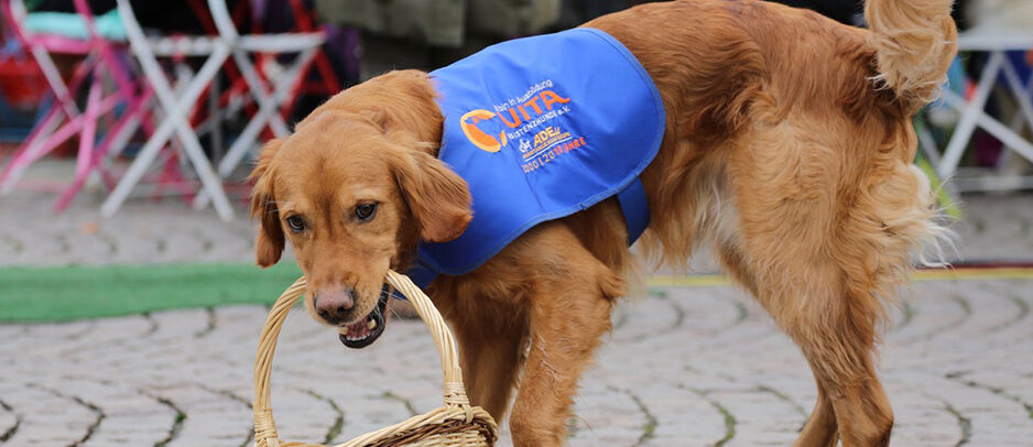 ISINGERMERZ, Wiesbaden, soziales Engagement, Spendenaktion, VITA Assistenzhunde, Hundehelfer